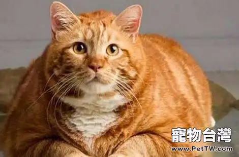 老年貓便秘要怎麼解決? 老年貓便秘要怎麼解決?