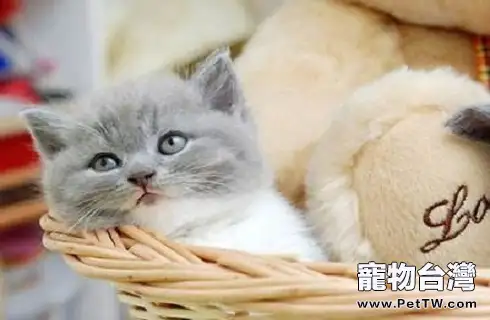 貓咪可以吃西瓜嗎？吃西瓜好不好？