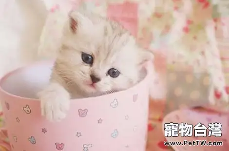 貓咪可以吃西瓜嗎？吃西瓜好不好？