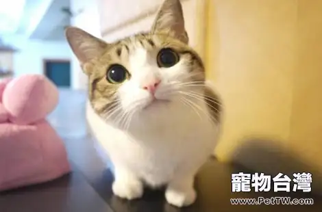 貓咪可以吃西瓜嗎？吃西瓜好不好？（共3張圖片）-寵物台灣