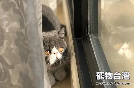 打了小貓之後，小貓會記仇嗎？