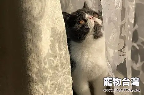 貓咪尿床了要怎麼教育?(共3張圖片)-寵物台灣