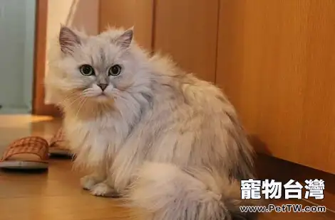 金吉拉急性腸胃炎要怎麼辦?(共3張圖片)-寵物台灣