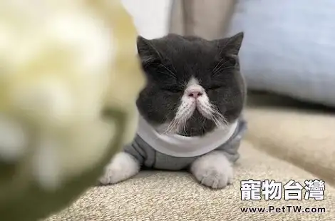 貓咪得過貓鼻支需要終身隔離嗎？