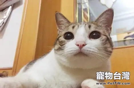 可以用洗髮水給土貓洗澡嗎？