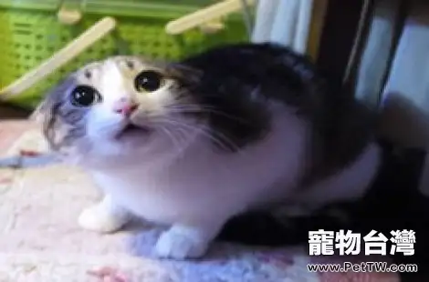 可以用洗髮水給土貓洗澡嗎？