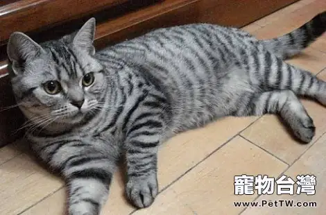 美國短毛貓吃了魷魚之後拉稀了？（共3張圖片）-寵物台灣