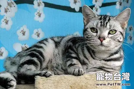 美國短毛貓吃了魷魚之後拉稀了？
