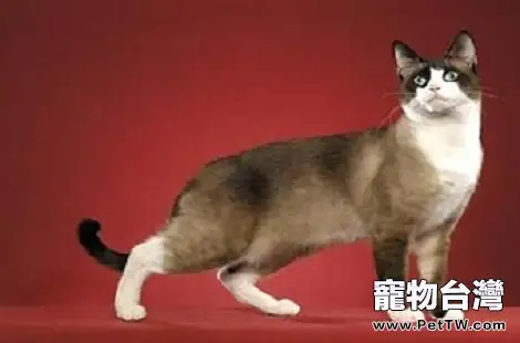 貓咪營養不良比較瘦怎麼辦？