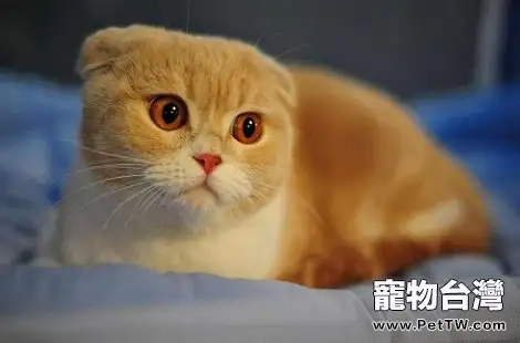 貓咪身體裡都需要哪些維生素？