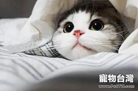 貓咪身體裡都需要哪些維生素？