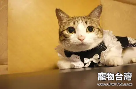 貓咪年齡大了有便秘情況怎麼辦？（共3張圖片）-寵物台灣