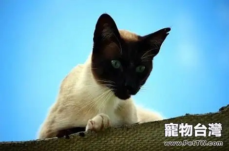 貓咪年齡大了有便秘情況怎麼辦？