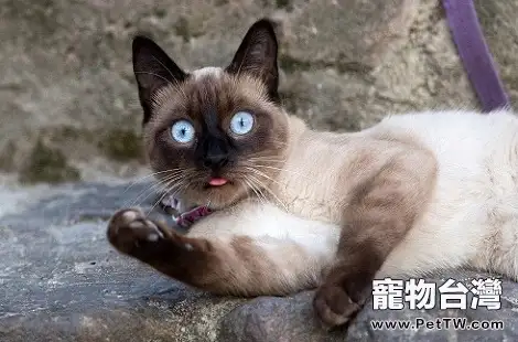 2個月的暹羅貓打噴嚏怎麼辦？