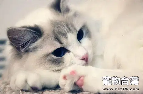 布偶貓絕育了之後有哪些好處？