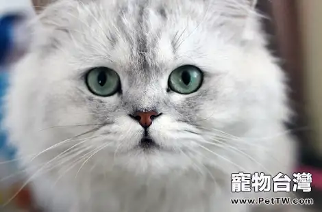 金吉拉和布偶貓哪個更容易飼養?(共3張圖片)-寵物台灣