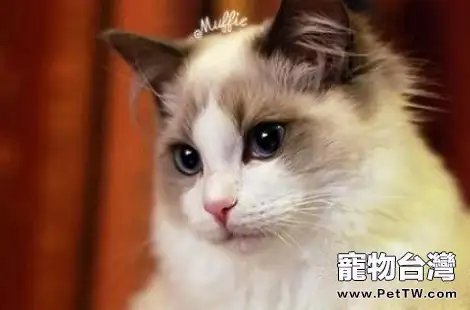 金吉拉和布偶貓可以配種嗎?(共3張圖片)-寵物台灣