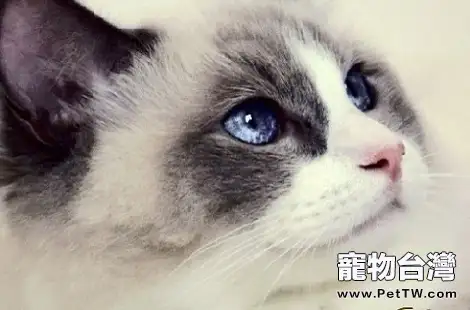 布偶貓的眼睛是什麼顏色的？