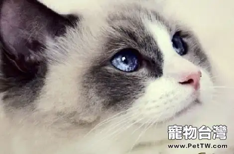 布偶貓半歲體重多少斤是正常的？