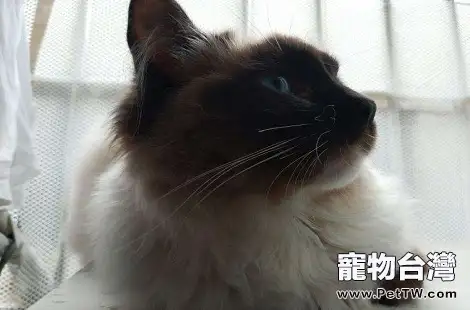 重點色的布偶貓和暹羅貓是可以交配的嗎?(共3張圖片)-寵物台灣
