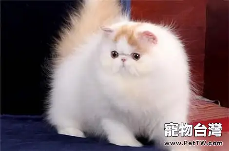 波斯貓的毛髮稀少怎麼辦？