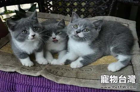英國短毛貓三個月可以吃什麼? 英國短毛貓三個月可以吃什麼?