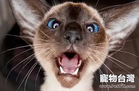暹羅貓的眼屎很多是什麼原因導致的？
