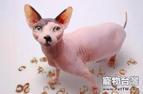 要怎麼給貓咪選擇貓砂和貓廁所? 要怎麼給貓咪選擇貓砂和貓廁所?