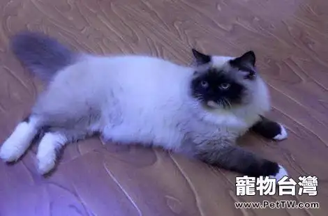 布偶貓到底有沒有把你當主人？（共3張圖片）-寵物台灣