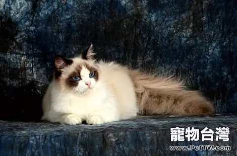 布偶貓到底有沒有把你當主人？