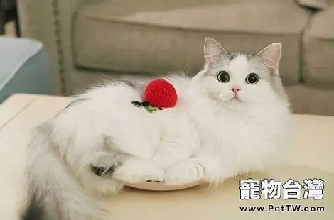 布偶貓到底有沒有把你當主人？