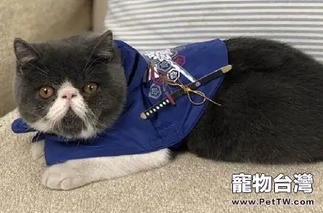 加菲貓愛啃咬東西,要怎麼糾正?(共3張圖片)-寵物台灣