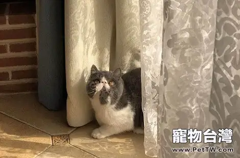 天氣炎熱怎麼幫加菲貓降溫？