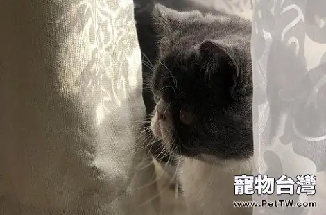 加菲貓的鼻子乾燥是不是生病了？