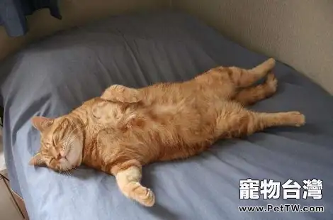 橘貓一天要睡幾個小時？原來橘貓這麼愛睡覺？