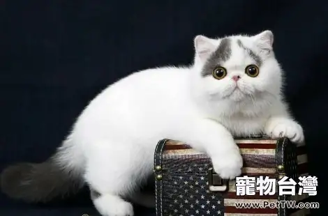 異國短毛貓不在貓砂盆裡便便怎麼辦？