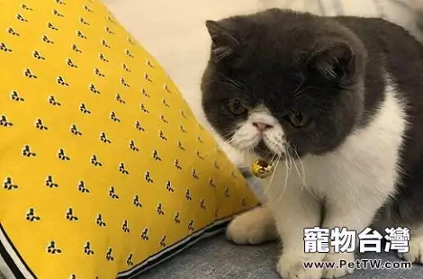 異國短毛貓手賤喜歡翻東西?(共3張圖片)-寵物台灣