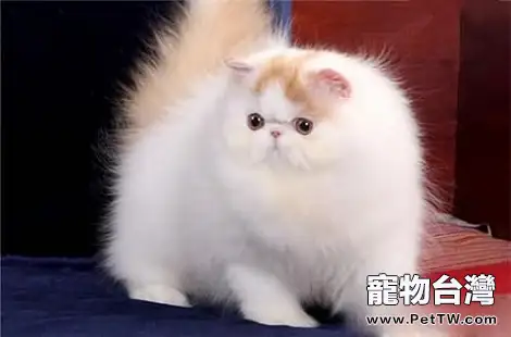 波斯貓耳朵上的毛髮是可以剪的嗎?(共3張圖片)-寵物台灣