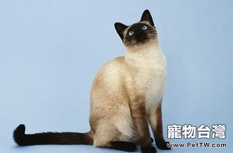 暹羅貓的嗓子啞了怎麼辦？（共3張圖片）-寵物台灣