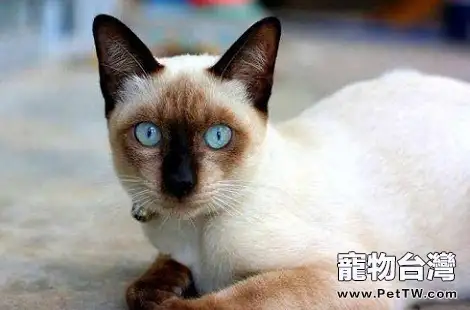 有白色爪子的暹羅貓嗎？