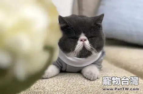 加菲貓和暹羅貓誰更聰明?(共3張圖片)-寵物台灣