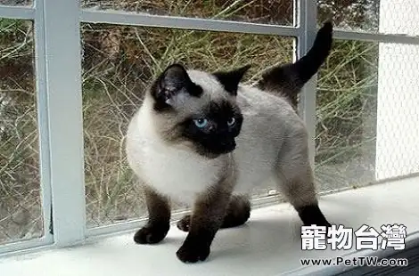 暹羅貓折尾的能買嗎？