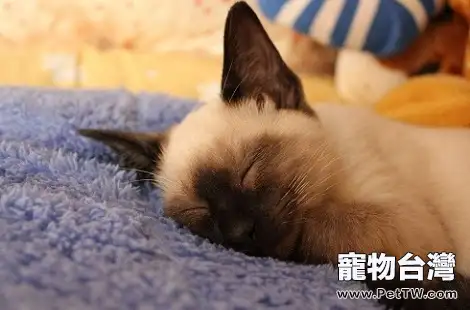 暹羅貓9斤左右算瘦嗎？（共3張圖片）-寵物台灣