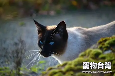 暹羅貓9斤左右算瘦嗎？