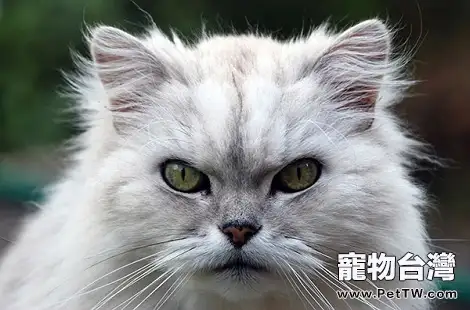 金吉拉呼吸很重是生病了嗎?(共3張圖片)-寵物台灣