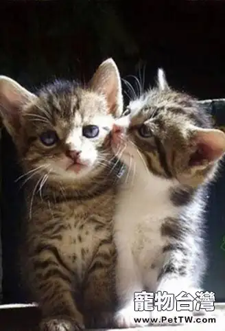家有新寵貓咪 新歡舊愛如何相處(1圖)-寵物台灣