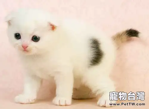 貓咪翻臉前有什麼徵兆(1圖)-寵物台灣