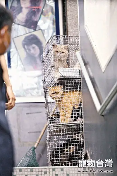 香港57隻貓狗鎖擠在鐵籠中被虐