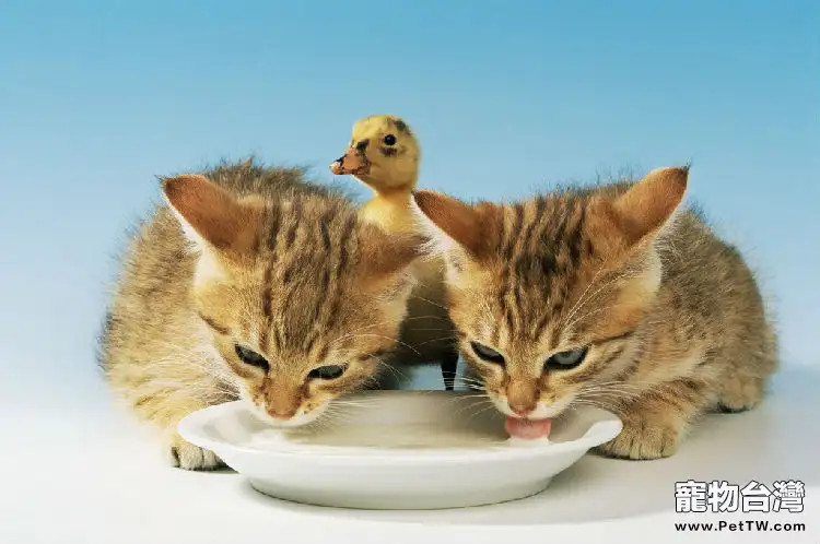 貓咪不愛喝水怎麼辦？