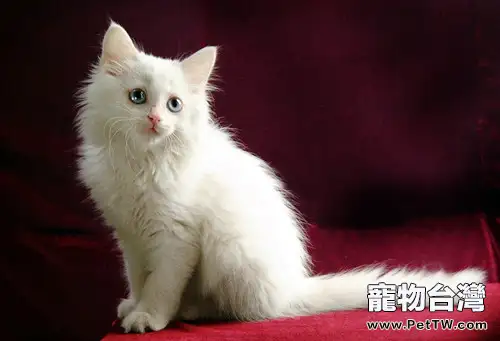 怎麼為懷孕貓補充營養